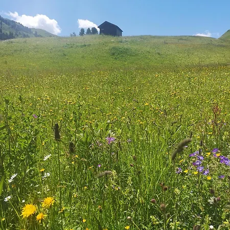 Apart-Wolf-Arlberg-2